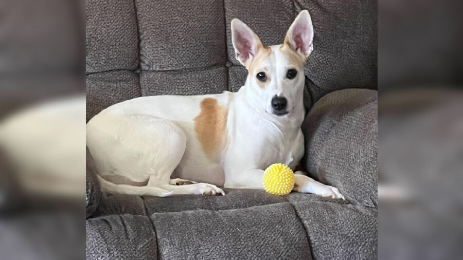 UPDATE: Dog found on I-75 & adopted by THP trooper living her best life one year later